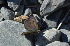 Lycaena caerulea