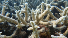 Acropora muricata