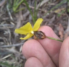 Xyris bracteata