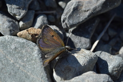 Lycaena caerulea