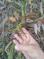 Xyris bracteata