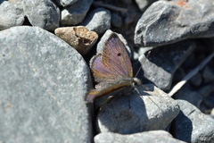 Lycaena caerulea