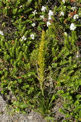 Aciphylla crenulata