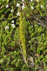 Aciphylla crenulata