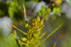Aciphylla crenulata