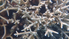 Acropora muricata
