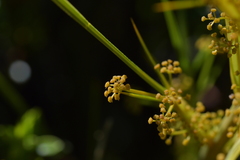 Aciphylla crenulata