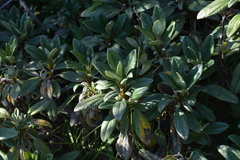 Brachyglottis revoluta