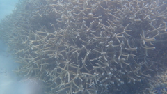 Acropora muricata
