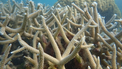 Acropora muricata