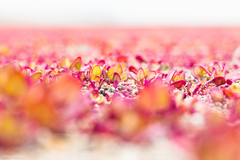 Chenopodium macrospermum