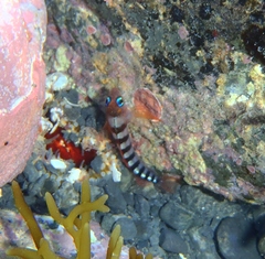 Notoclinops segmentatus
