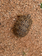 Psammobates oculifer