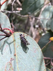 Daptolestes