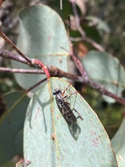 Daptolestes
