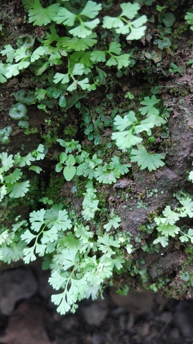 Anogramma leptophylla image