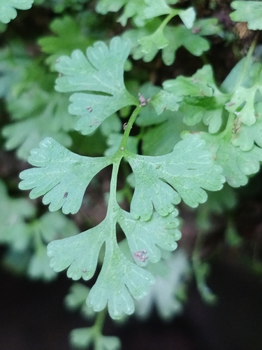 Anogramma leptophylla image