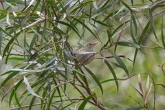 Phylloscopus plumbeitarsus