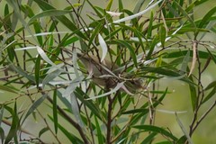 Phylloscopus plumbeitarsus