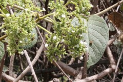 Heliotropium verdcourtii