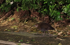 Rallina eurizonoides