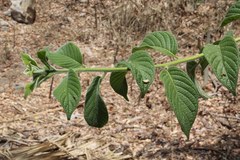 Heliotropium verdcourtii
