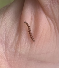 Swammerdamia pyrella