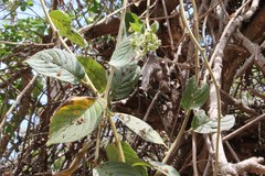 Heliotropium verdcourtii