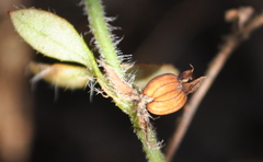 Xanthosia tasmanica