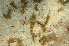 Enneapterygius atrogulare