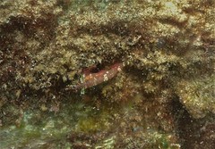Enneapterygius atrogulare