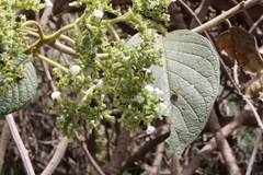 Heliotropium verdcourtii