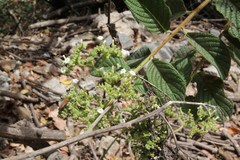 Heliotropium verdcourtii