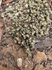 Chenopodium desertorum microphyllum