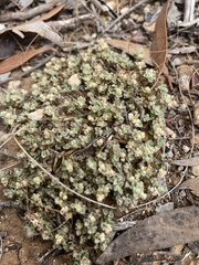 Chenopodium desertorum microphyllum