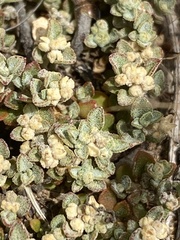 Chenopodium desertorum microphyllum