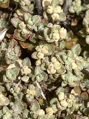 Chenopodium desertorum microphyllum