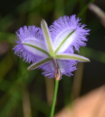 Thysanotus racemoides