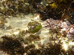 Brachaluteres jacksonianus