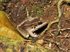 Leptodactylus bolivianus