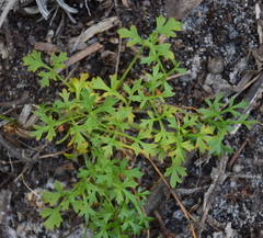 Xanthosia dissecta