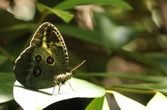 Dasyophthalma creusa