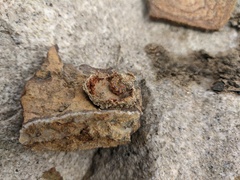 Bryophila raptricula