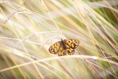 Heteronympha cordace
