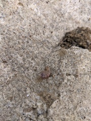 Bryophila raptricula