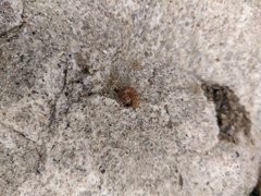 Bryophila raptricula