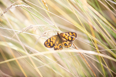 Heteronympha cordace