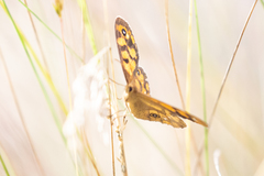 Heteronympha cordace