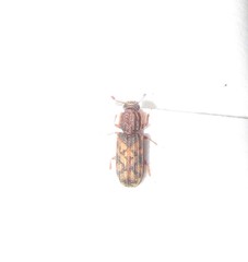 Bitoma insularis