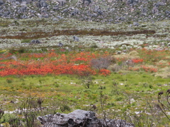 Watsonia zeyheri